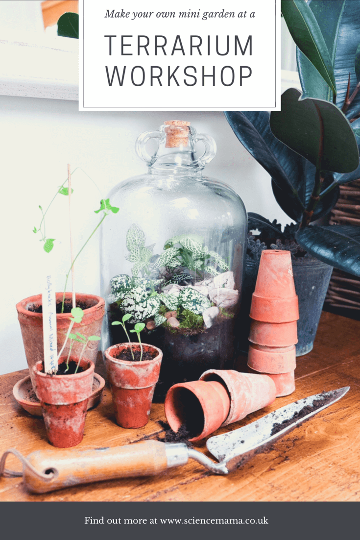 Terrarium with London Terrariums Science Mama
