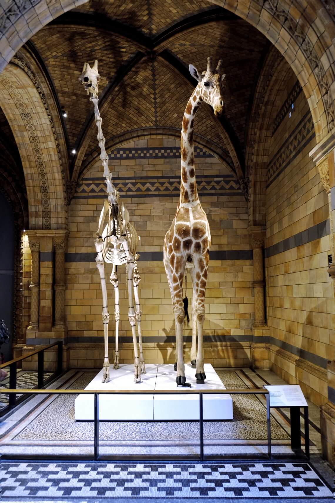 London's Natural History Museum Summer holiday survival guide
