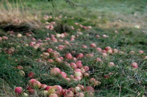 Fallen_apples_on_ground